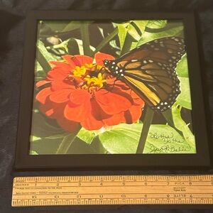 Framed Butterfly and Zinnia Flower Wall Art